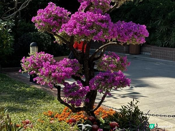 本地遊 | 香港動植物公園 | 必影打卡位蝴蝶蘭花廊