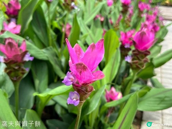 香港好去處｜天水圍公園｜荷花｜薑荷花｜百日紅