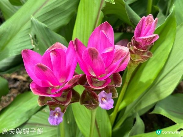 香港好去處｜天水圍公園｜荷花｜薑荷花｜百日紅