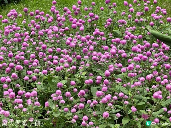 香港好去處｜天水圍公園｜荷花｜薑荷花｜百日紅