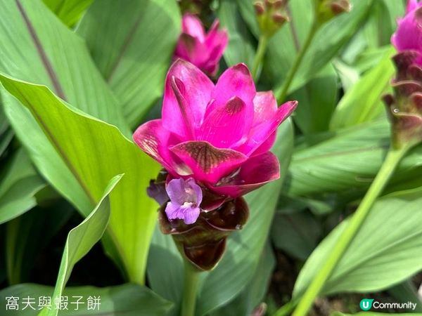 香港好去處｜天水圍公園｜荷花｜薑荷花｜百日紅