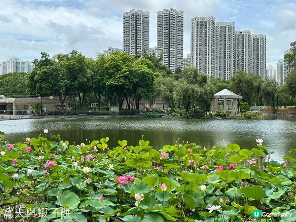 香港好去處｜天水圍公園｜荷花｜薑荷花｜百日紅