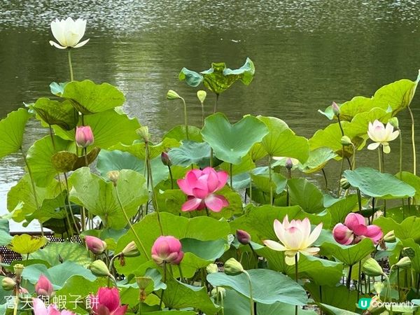 香港好去處｜天水圍公園｜荷花｜薑荷花｜百日紅