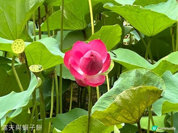 香港好去處｜天水圍公園｜荷花｜薑荷花｜百日紅