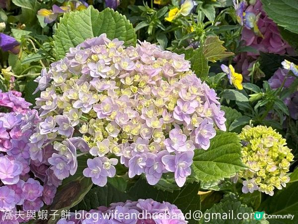 香港賞花 | 維園花展 | 主題花繡球花續集