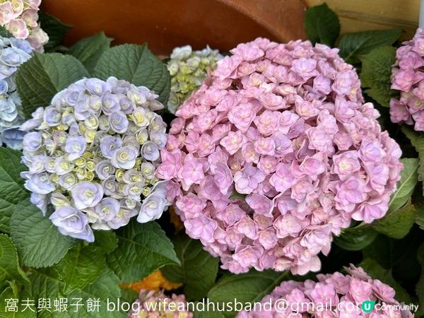 香港賞花 | 維園花展 | 主題花繡球花續集