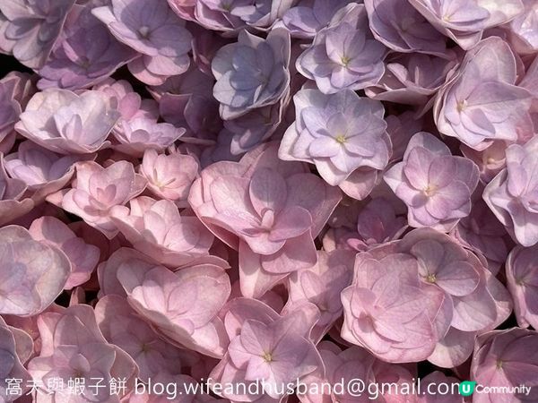 香港賞花 | 維園花展 | 主題花繡球花續集