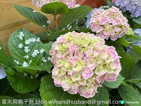 香港賞花 | 維園花展 | 主題花繡球花續集