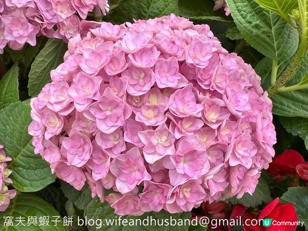 香港賞花 | 維園花展 | 主題花繡球花續集