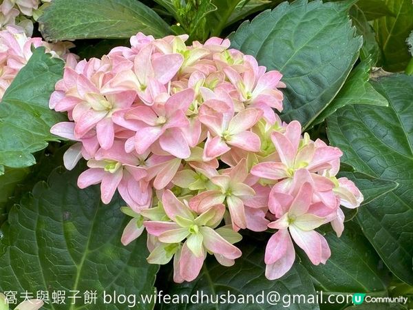 香港賞花 | 維園花展 | 主題花繡球花續集