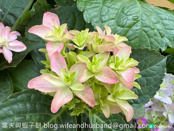 香港賞花 | 維園花展 | 主題花繡球花續集