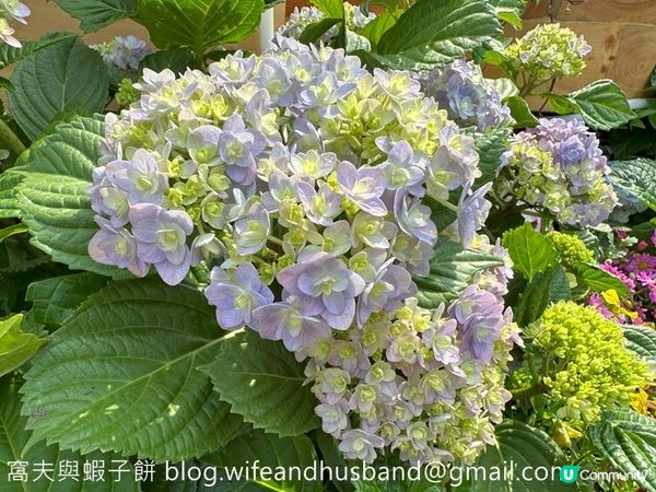 香港賞花 | 維園花展 | 主題花繡球花續集