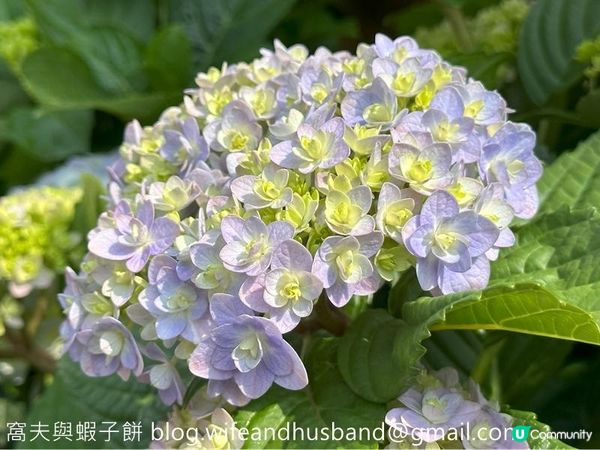 香港賞花 | 維園花展 | 主題花繡球花續集