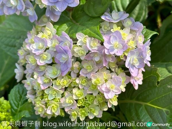 香港賞花 | 維園花展 | 主題花繡球花續集