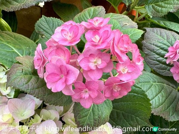 香港賞花 | 維園花展 | 主題花繡球花續集