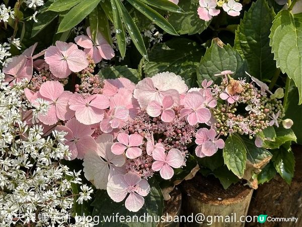 香港賞花 | 維園花展 | 主題花繡球花續集