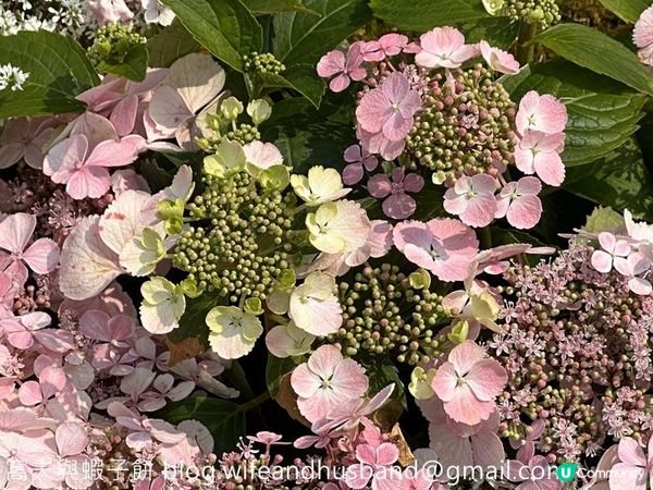 香港賞花 | 維園花展 | 主題花繡球花續集