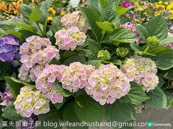 香港賞花 | 維園花展 | 主題花繡球花續集