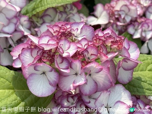 香港賞花 | 維園花展 | 主題花繡球花續集