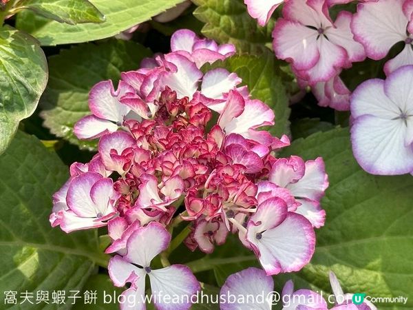 香港賞花 | 維園花展 | 主題花繡球花續集