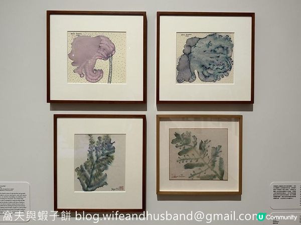 香港展覽 | M+ | 草間彌生：一九四五年至今