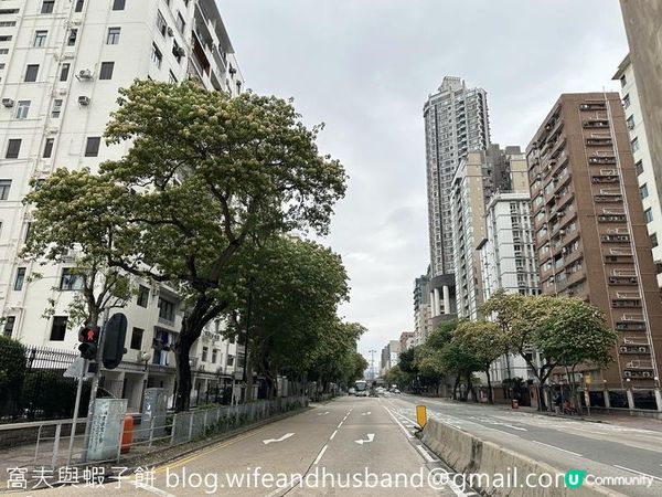 香港賞花 | 太子道西一帶魚木盛放