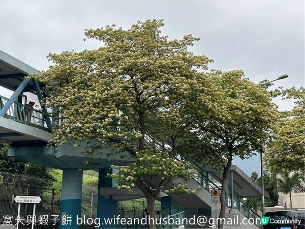 香港賞花 | 太子道西一帶魚木盛放