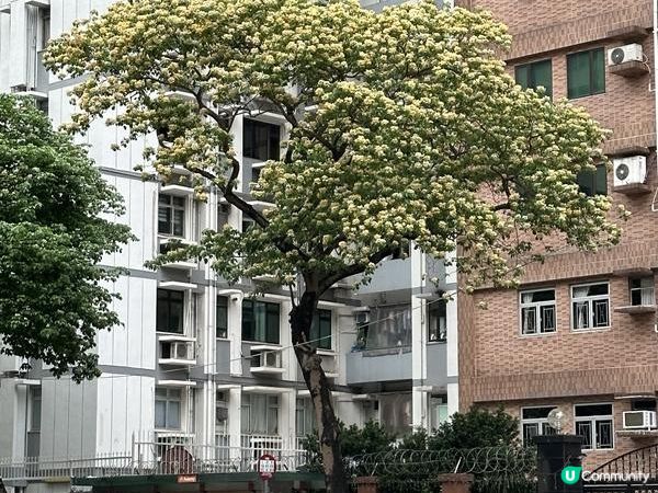 香港賞花 | 太子道西一帶魚木盛放