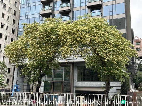 香港賞花 | 太子道西一帶魚木盛放