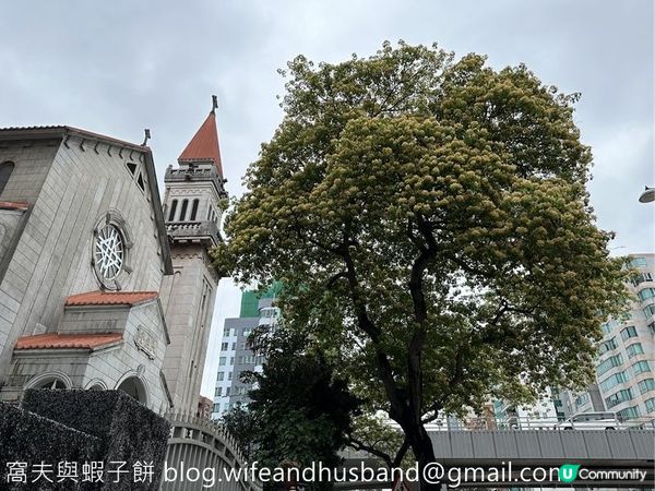 香港賞花 | 太子道西一帶魚木盛放