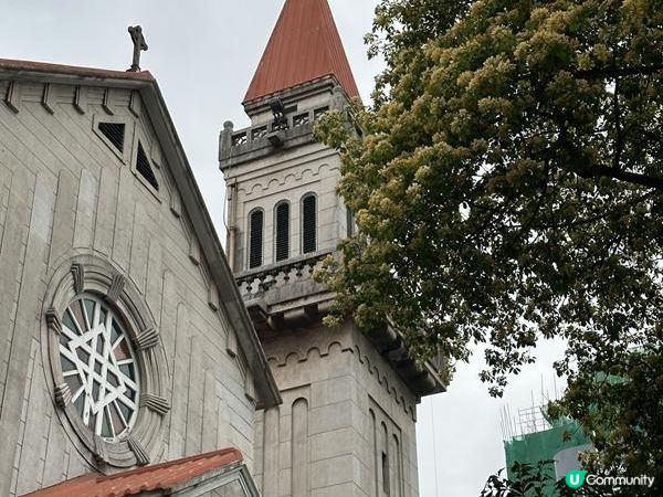 香港賞花 | 太子道西一帶魚木盛放