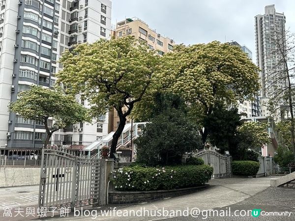 香港賞花 | 太子道西一帶魚木盛放