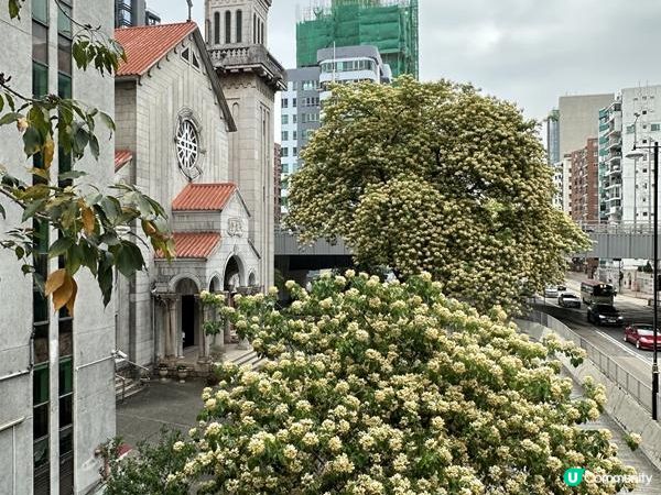 香港賞花 | 太子道西一帶魚木盛放