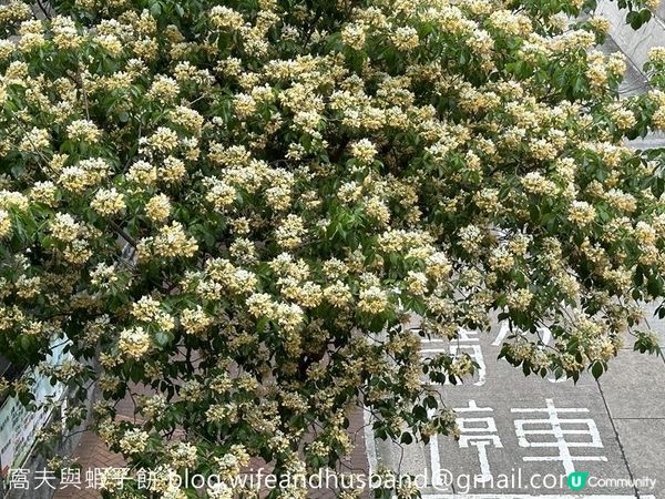 香港賞花 | 太子道西一帶魚木盛放