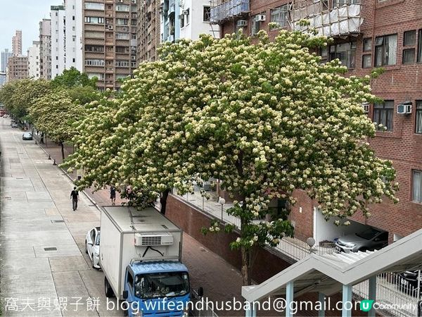 香港賞花 | 太子道西一帶魚木盛放