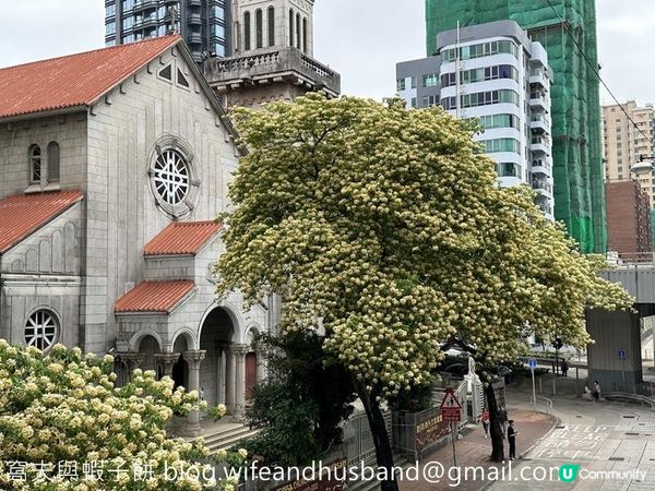 香港賞花 | 太子道西一帶魚木盛放