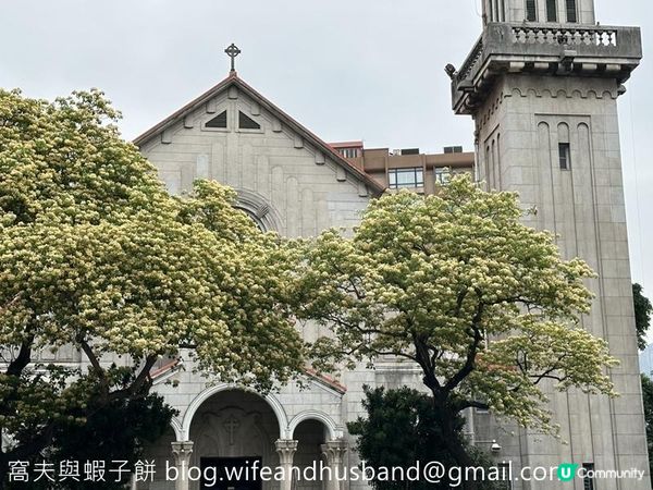 香港賞花 | 太子道西一帶魚木盛放