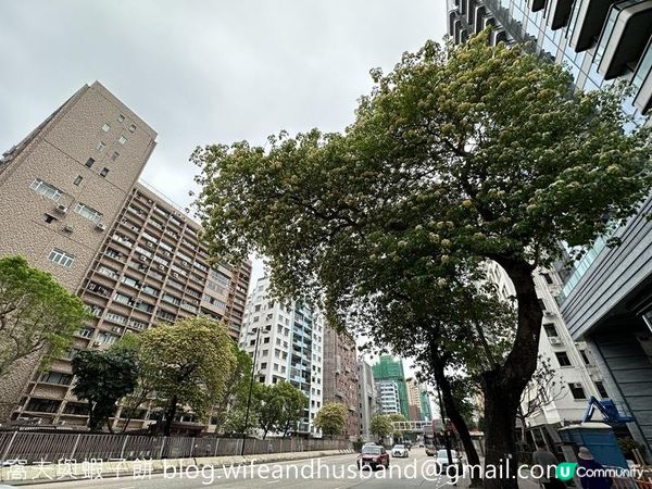 香港賞花 | 太子道西一帶魚木盛放