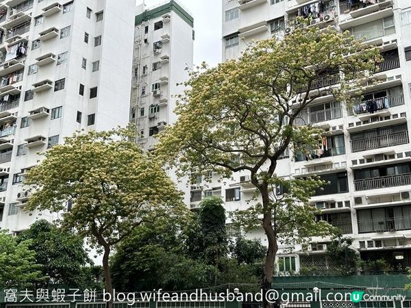 香港賞花 | 太子道西一帶魚木盛放