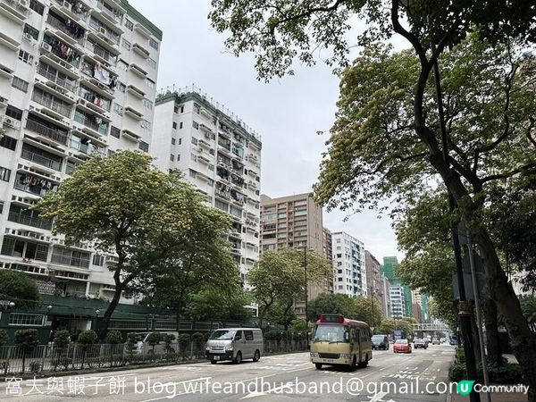 香港賞花 | 太子道西一帶魚木盛放