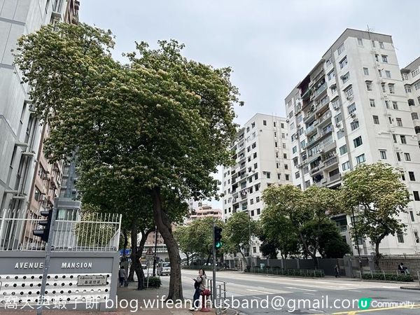 香港賞花 | 太子道西一帶魚木盛放