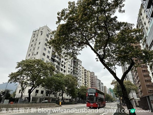香港賞花 | 太子道西一帶魚木盛放