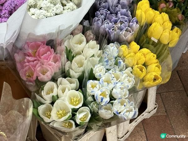 香港賞花 | 太子道西一帶魚木盛放