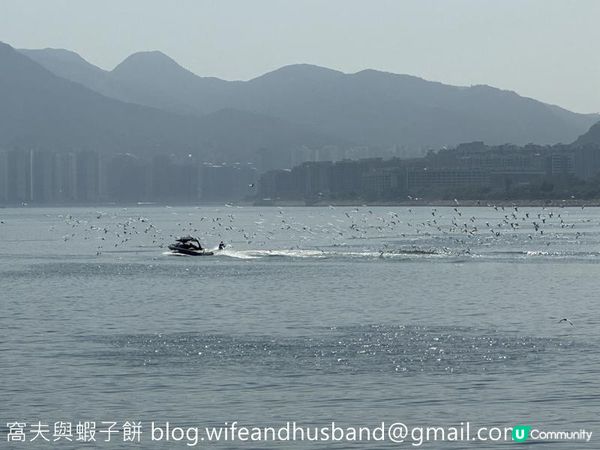 本地遊｜大埔海濱公園｜花種超多賞花必去
