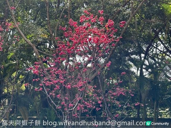 本地遊｜大埔海濱公園｜花種超多賞花必去