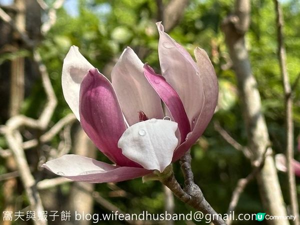 本地遊｜大埔海濱公園｜花種超多賞花必去