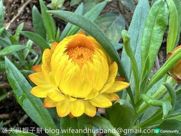 本地遊｜大埔海濱公園｜花種超多賞花必去