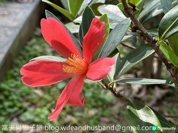 本地遊｜大埔海濱公園｜花種超多賞花必去