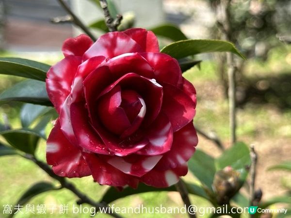 本地遊｜大埔海濱公園｜花種超多賞花必去