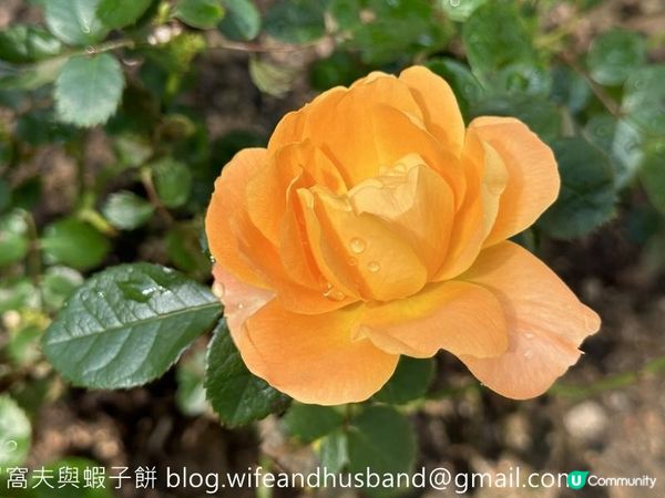 本地遊｜大埔海濱公園｜花種超多賞花必去